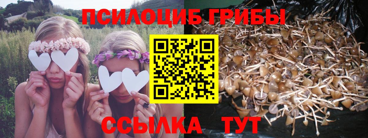 Галлюциногенные грибы Psilocybe Истра